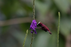 DPPhotography - Costa rica - Snowcap - N