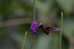 DPPhotography - Costa rica - Snowcap - O