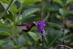 DPPhotography - Costa rica - Snowcap - P