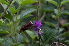 DPPhotography - Costa rica - Snowcap - Q