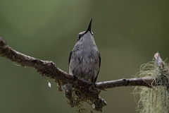 DPPhotography - Costa rica - Snowcap - R
