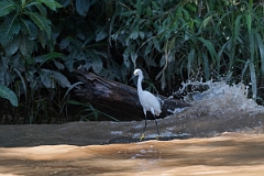 DPPhotography - Costa rica - Snowy egret - B