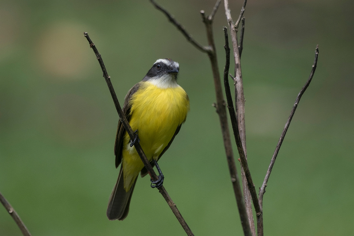 DPPhotography - Costa rica - Social flycatcher - G.jpg - Social flycatcher - Tortuguero, Costa Rica