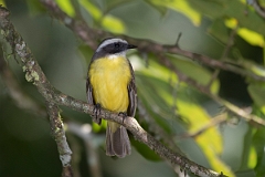 DPPhotography - Costa rica - Social flycatcher - A