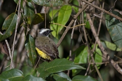 DPPhotography - Costa rica - Social flycatcher - B