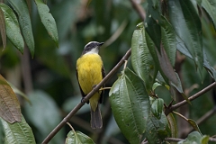 DPPhotography - Costa rica - Social flycatcher - C