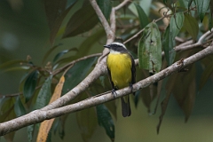 DPPhotography - Costa rica - Social flycatcher - D