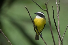DPPhotography - Costa rica - Social flycatcher - E