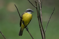 DPPhotography - Costa rica - Social flycatcher - F