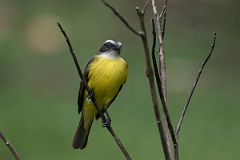 DPPhotography - Costa rica - Social flycatcher - G