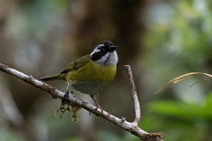 DPPhotography - Costa rica - Sooty-capped chlorospingus - A