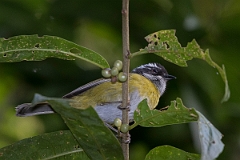 DPPhotography - Costa rica - Sooty-capped chlorospingus - C