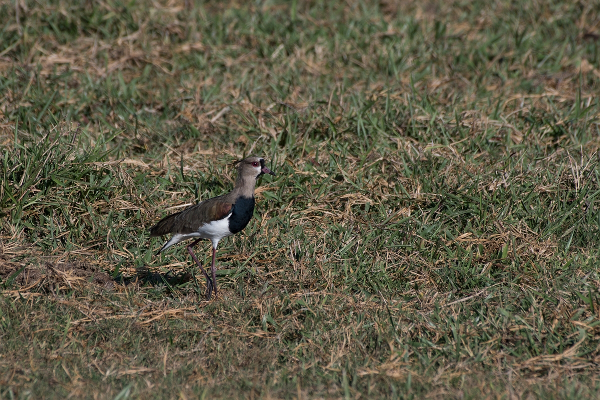 DPPhotography - Costa rica - Southern lapwing - B.jpg - Southern lapwing - Osa peninsula, Costa Rica