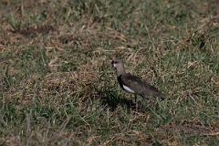 DPPhotography - Costa rica - Southern lapwing - A