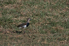 DPPhotography - Costa rica - Southern lapwing - B