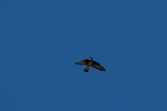 DPPhotography - Costa rica - Southern rough-winged swallow - A