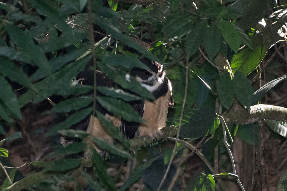 DPPhotography - Costa rica - Spectacled owl - A.jpg - Spectacled owl - La Qunita de Sarapiqui, Costa Rica