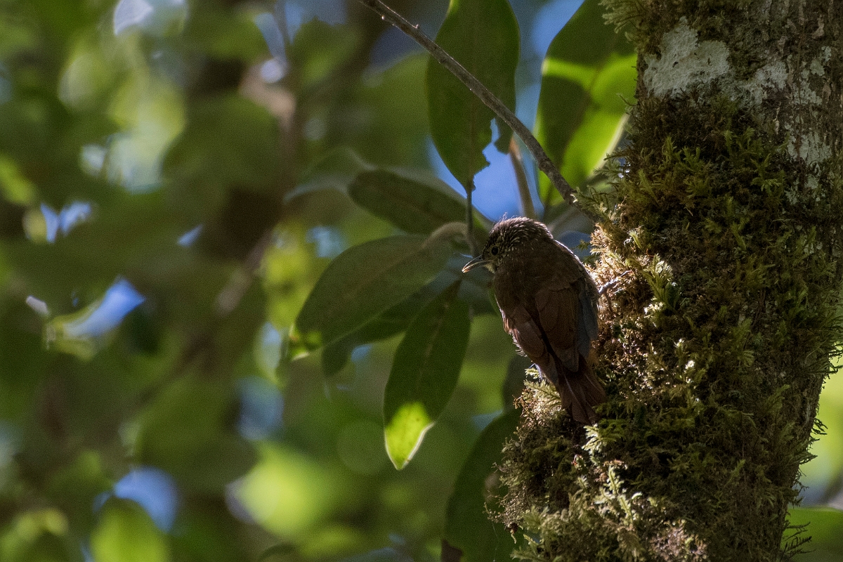DPPhotography - Costa rica - Spot-crowned woodcreeper - B.jpg - Spot-crowned woodcreeper - San Gerardo de Dota, Costa Rica