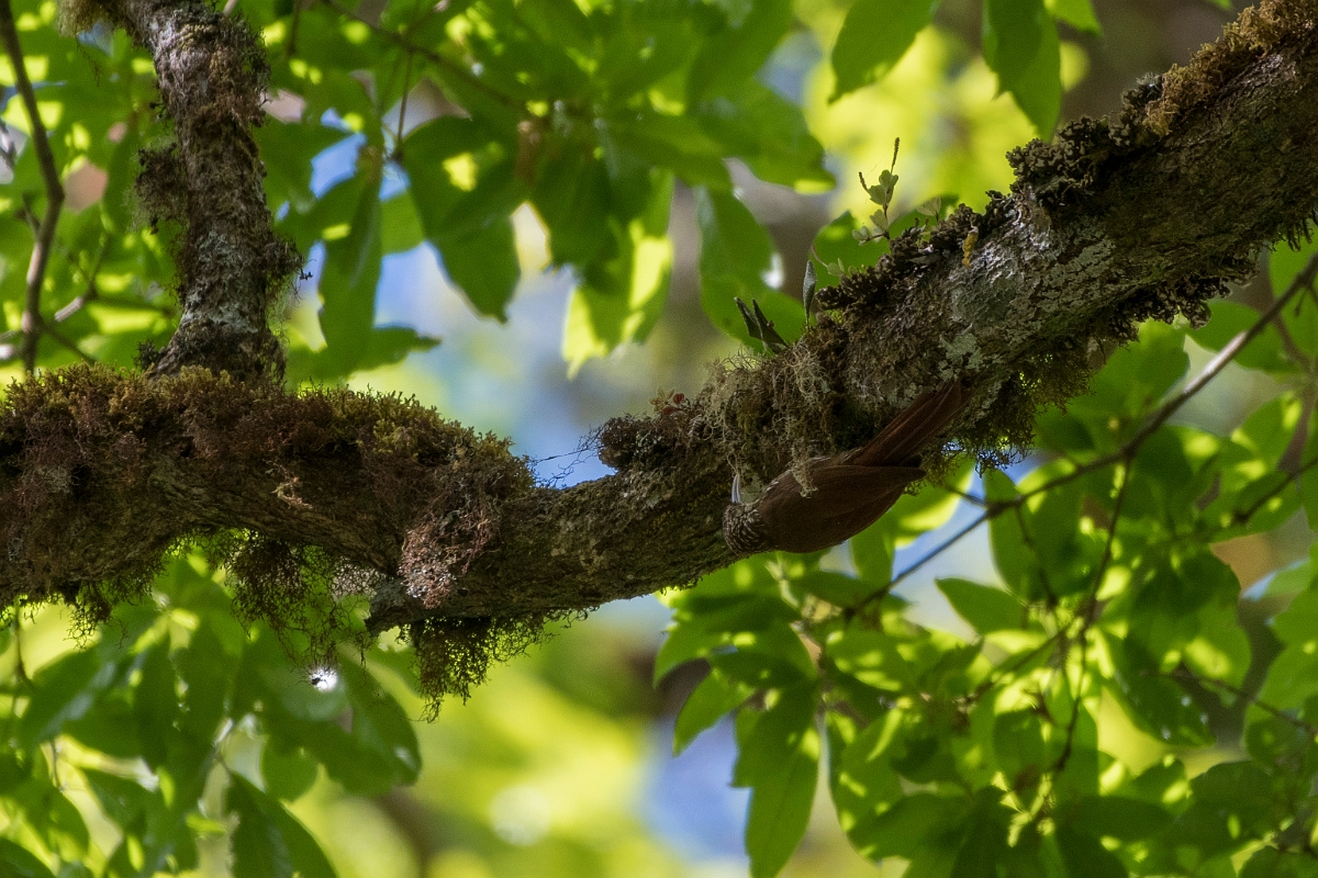 DPPhotography - Costa rica - Spot-crowned woodcreeper - D.jpg - Spot-crowned woodcreeper - San Gerardo de Dota, Costa Rica