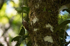 DPPhotography - Costa rica - Spot-crowned woodcreeper - A