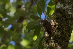 DPPhotography - Costa rica - Spot-crowned woodcreeper - B