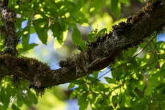 DPPhotography - Costa rica - Spot-crowned woodcreeper - C