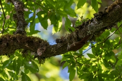 DPPhotography - Costa rica - Spot-crowned woodcreeper - D