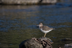 DPPhotography - Costa rica - Spotted sandpiper - B