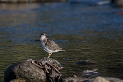 DPPhotography - Costa rica - Spotted sandpiper - C
