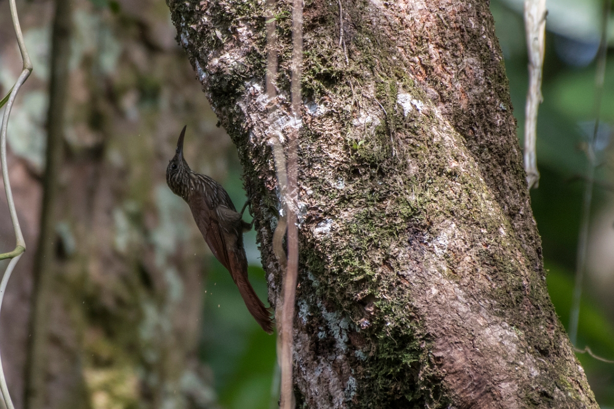 DPPhotography - Costa rica - Streak-headed woodcreeper - D.jpg - Streak-headed woodcreeper - La Qunita de Sarapiqui, Costa Rica