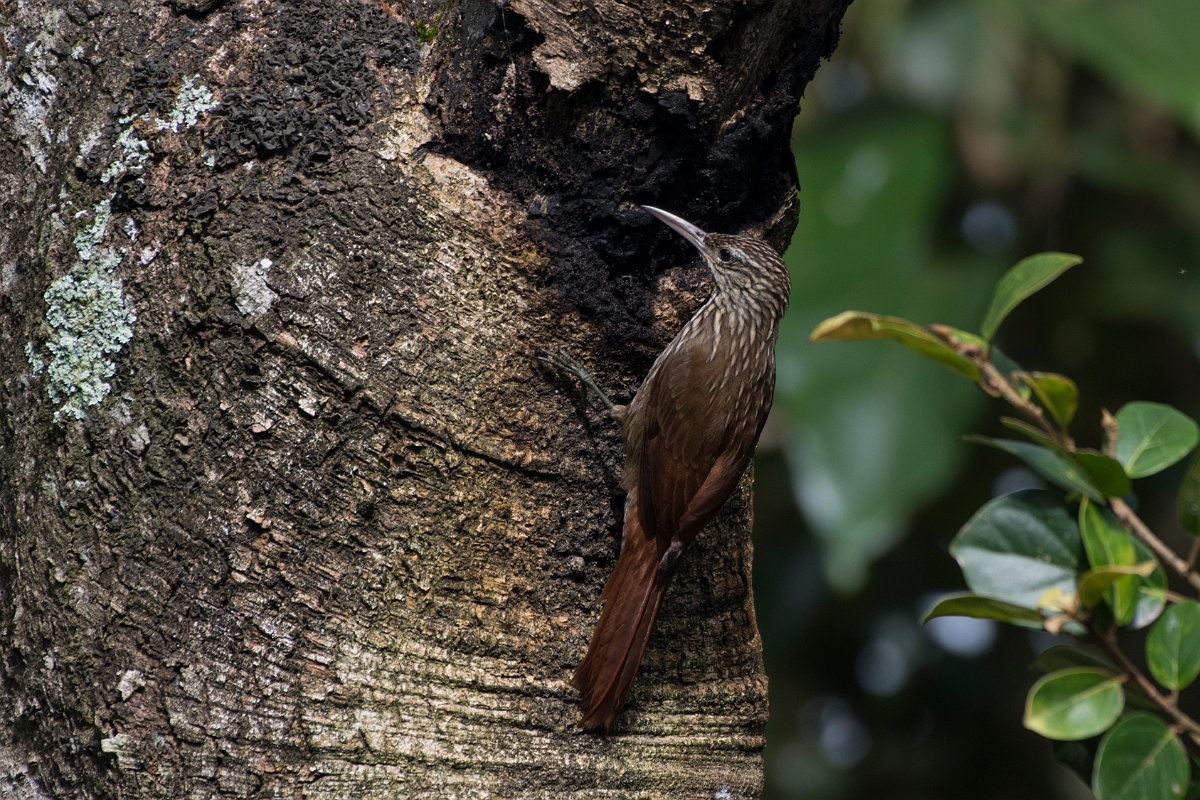 DPPhotography - Costa rica - Streak-headed woodcreeper - E.jpg - Streak-headed woodcreeper - Rancho Naturalista, Costa Rica