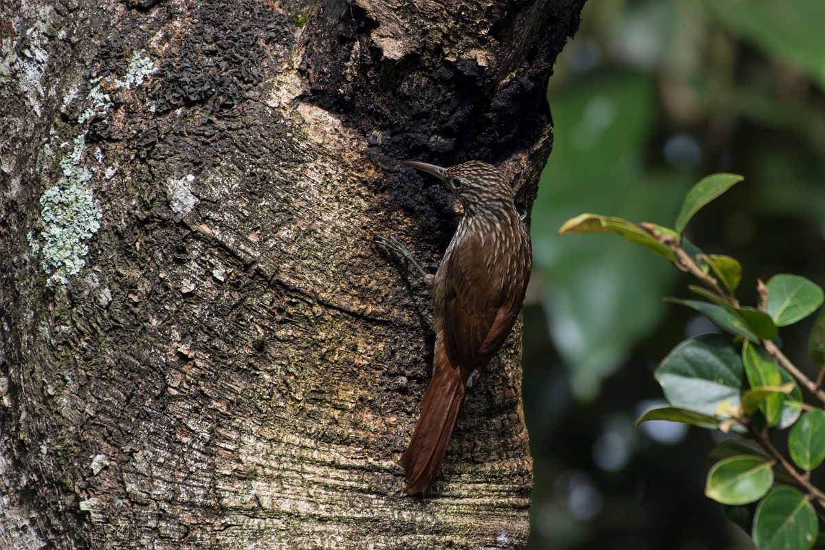DPPhotography - Costa rica - Streak-headed woodcreeper - F.jpg - Streak-headed woodcreeper - Rancho Naturalista, Costa Rica