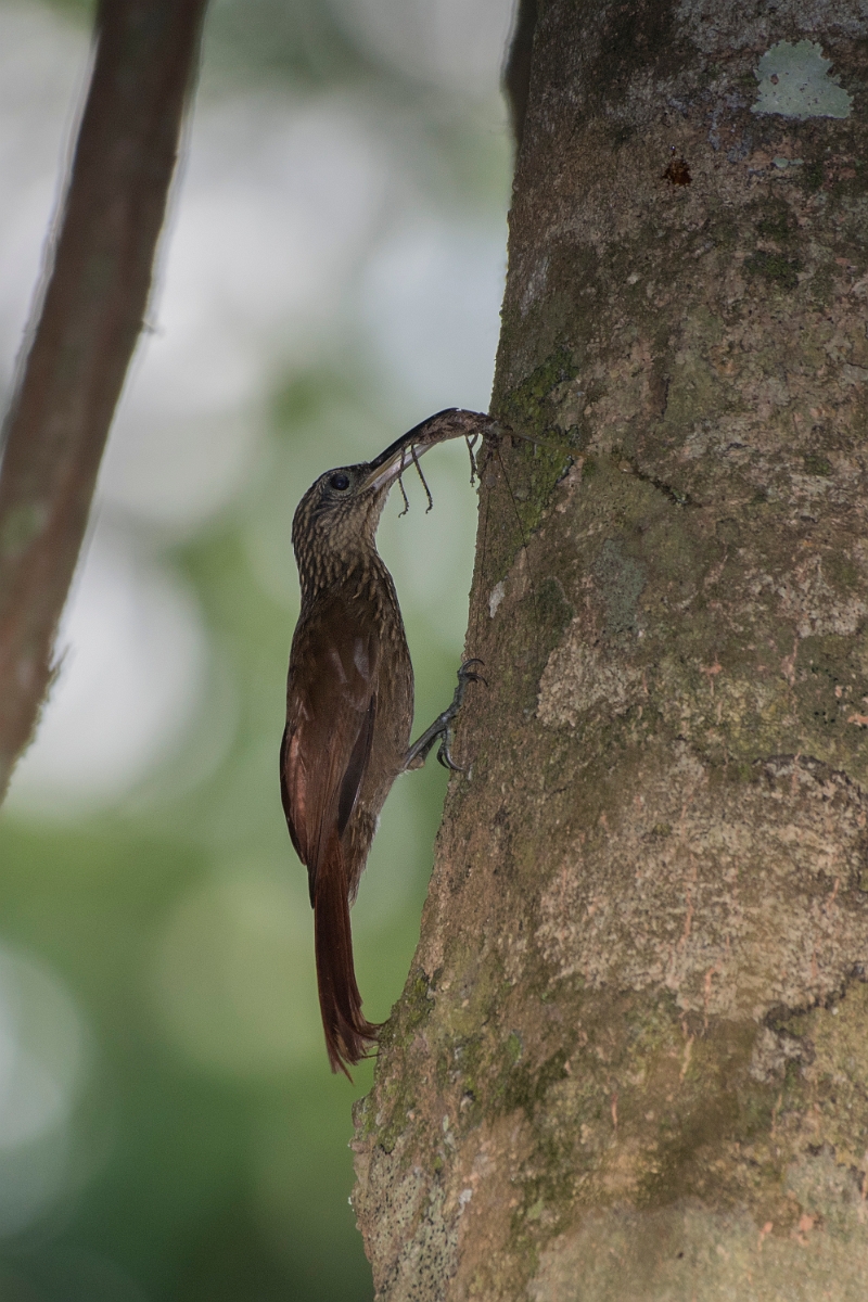 DPPhotography - Costa rica - Streak-headed woodcreeper - I.jpg - Streak-headed woodcreeper - El Remanso, Costa Rica