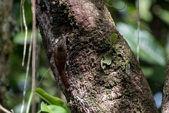 DPPhotography - Costa rica - Streak-headed woodcreeper - A
