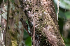 DPPhotography - Costa rica - Streak-headed woodcreeper - C