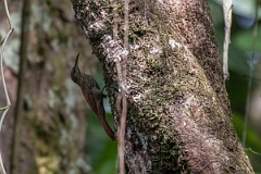 DPPhotography - Costa rica - Streak-headed woodcreeper - D