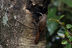 DPPhotography - Costa rica - Streak-headed woodcreeper - E
