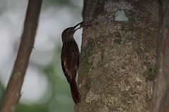 DPPhotography - Costa rica - Streak-headed woodcreeper - G