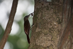 DPPhotography - Costa rica - Streak-headed woodcreeper - H