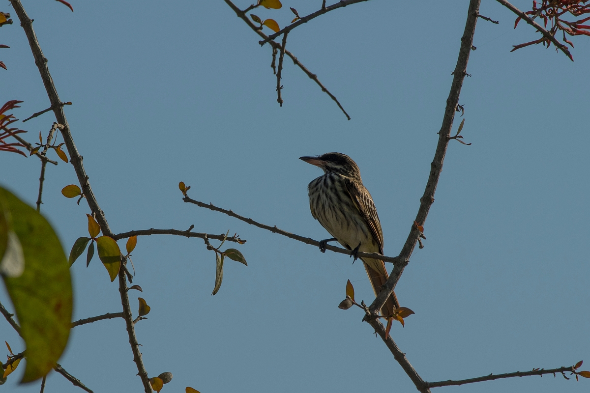 DPPhotography - Costa rica - Streaked flycatcher - B.jpg - Streaked flycatcher - Osa peninsula, Costa Rica