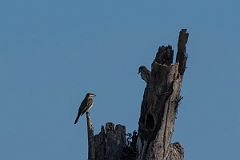 DPPhotography - Costa rica - Streaked flycatcher - A