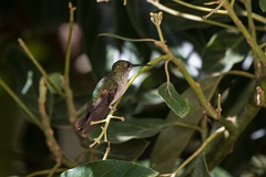 DPPhotography - Costa rica - Stripe-tailed hummingbird - A