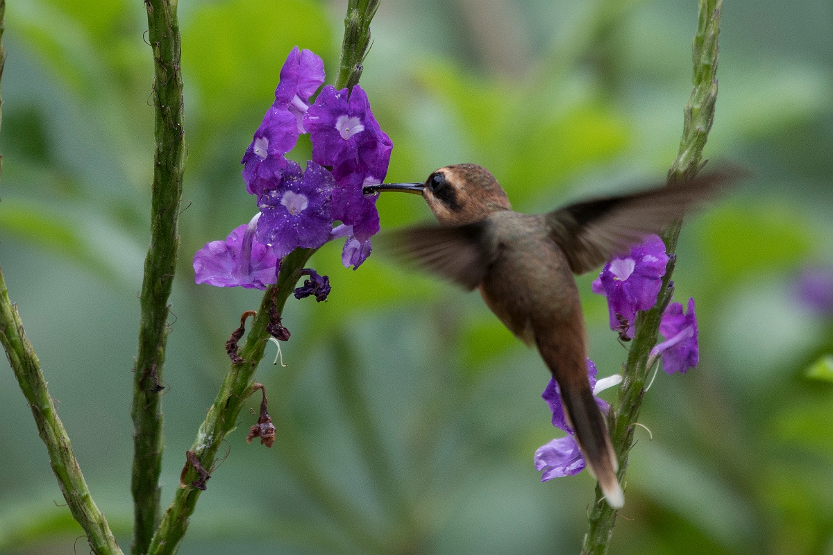 DPPhotography - Costa rica - Stripe-throated hummingbird - C.jpg - Stripe-throated hermit -  Tortuguero, Costa Rica