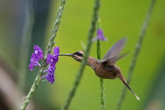 DPPhotography - Costa rica - Stripe-throated hummingbird - A