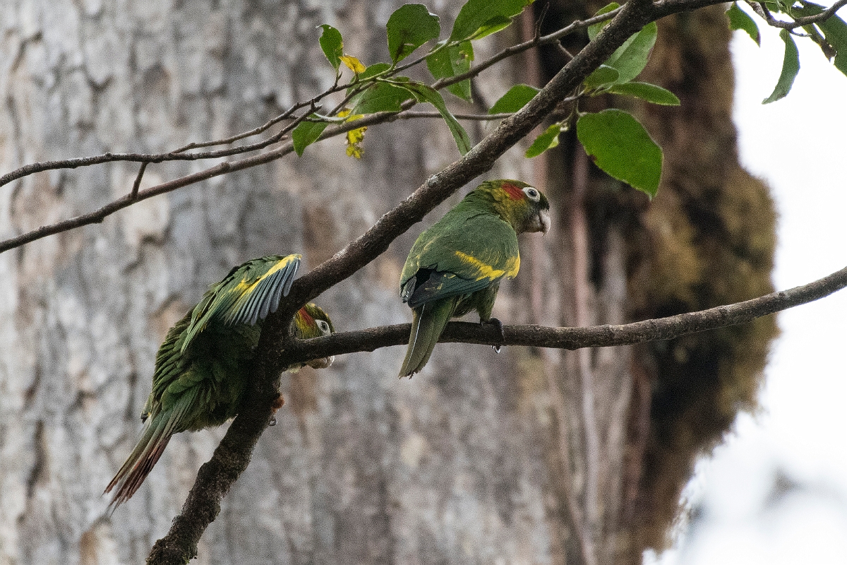 DPPhotography - Costa rica - Sulphur-winged parakeet - B.jpg - Sulphur-winged parakeet - San Gerardo de Dota, Costa Rica