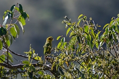 DPPhotography - Costa rica - Sulphur-winged parakeet - A