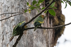 DPPhotography - Costa rica - Sulphur-winged parakeet - B