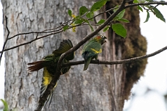 DPPhotography - Costa rica - Sulphur-winged parakeet - C