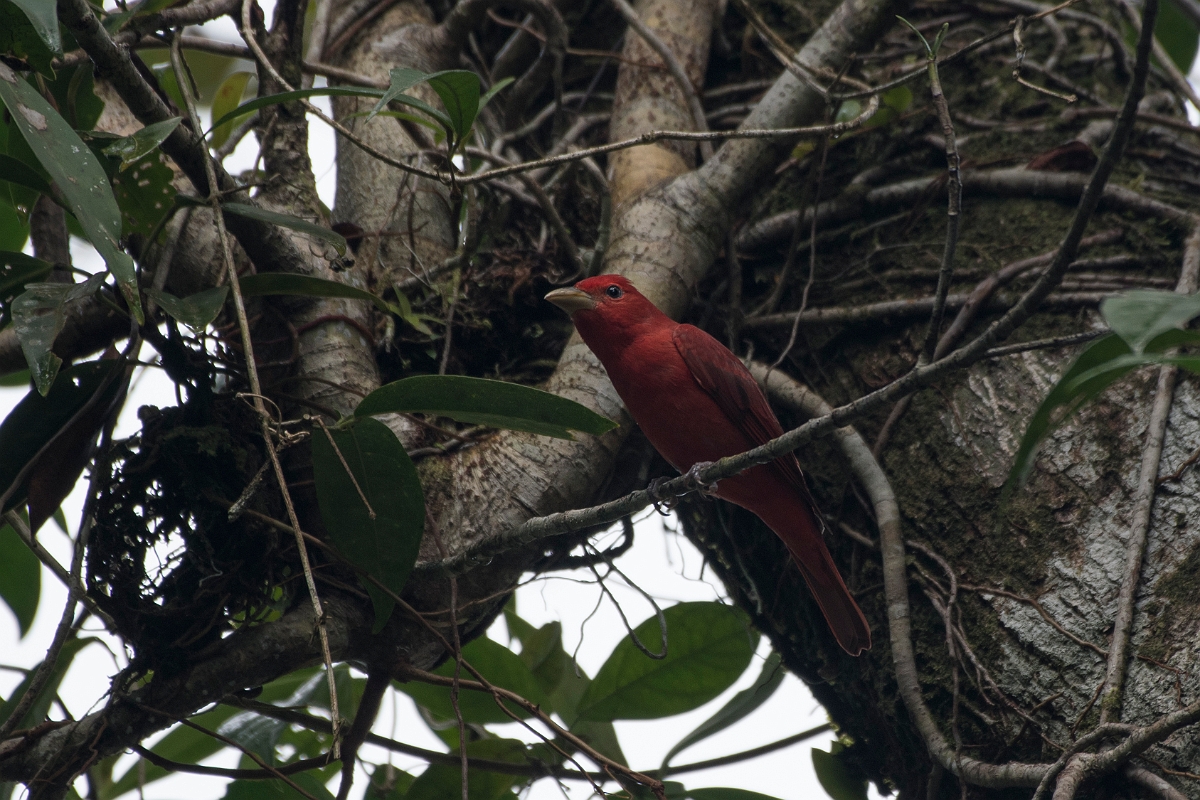 DPPhotography - Costa rica - Summer tanager - B.jpg - Summer tanager, male - Tortuguero, Costa Rica