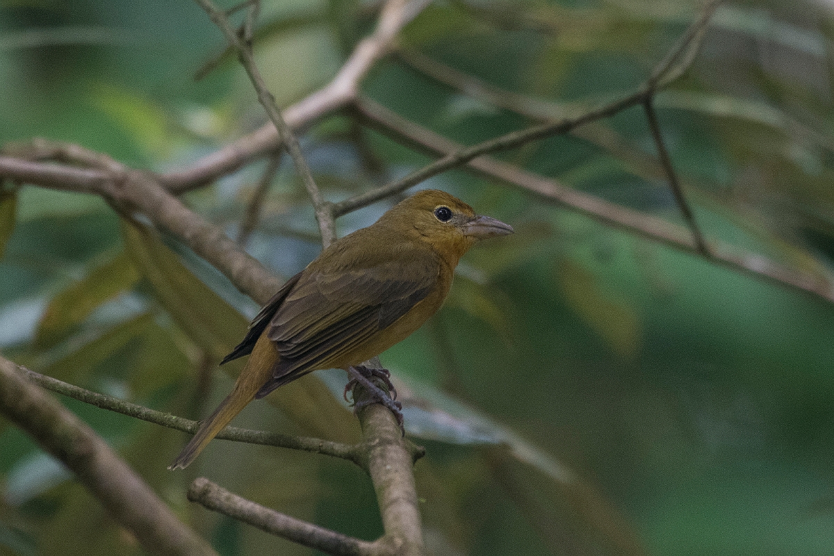 DPPhotography - Costa rica - Summer tanager - C.jpg - Summer tanager, female - Tortuguero, Costa Rica